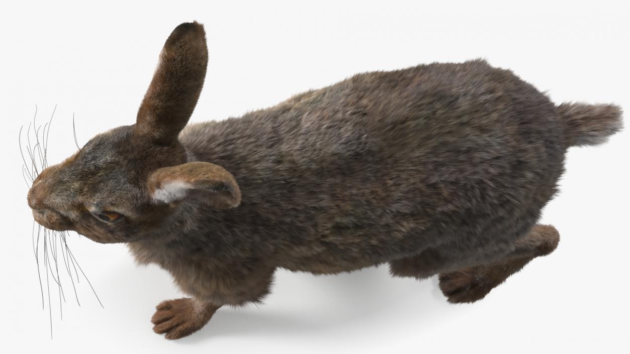 3D Jackrabbit Fur Rigged