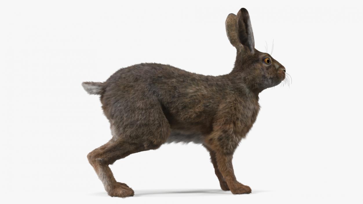 3D Jackrabbit Fur Rigged