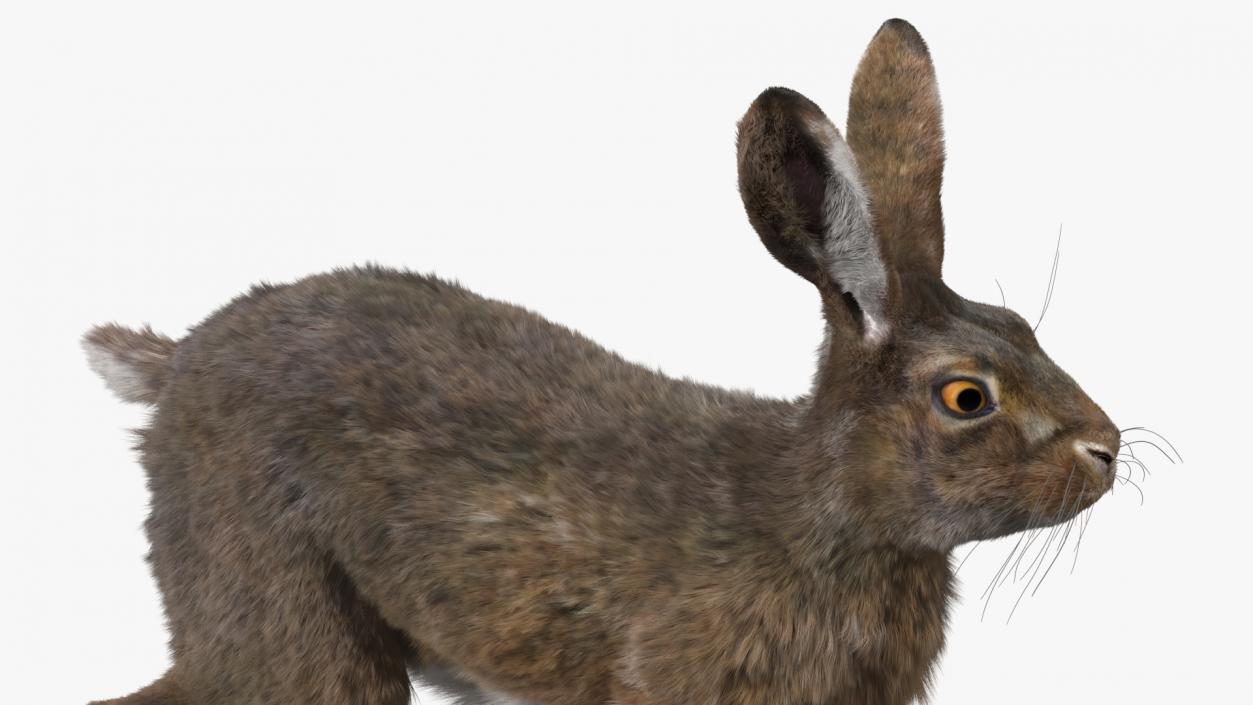 3D Jackrabbit Fur Rigged