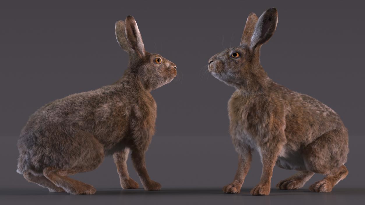 3D Jackrabbit Fur Rigged