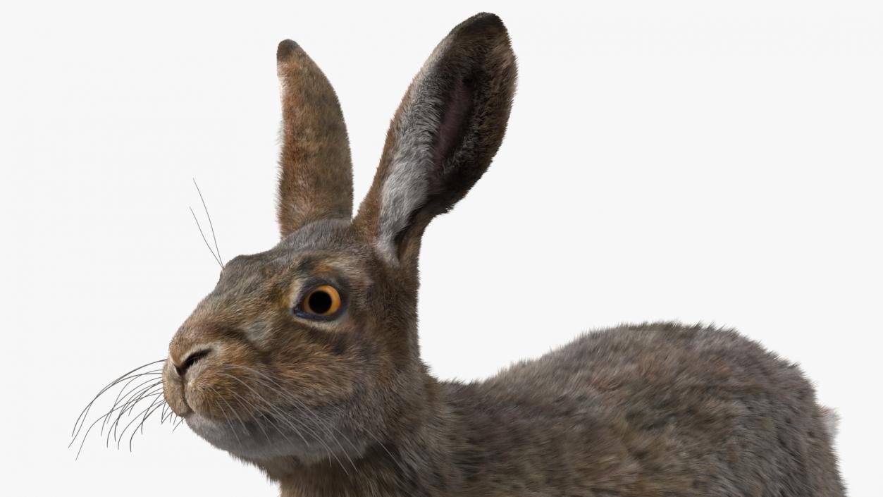 3D Jackrabbit Fur Rigged