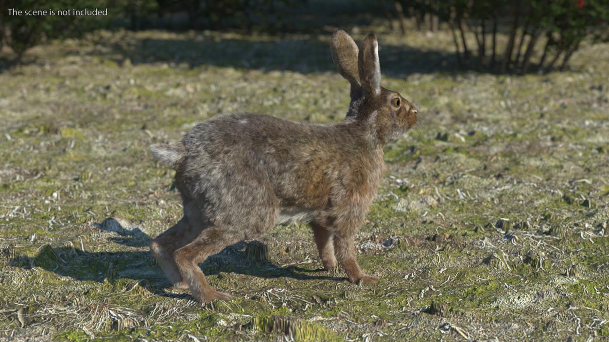 3D Jackrabbit Fur Rigged