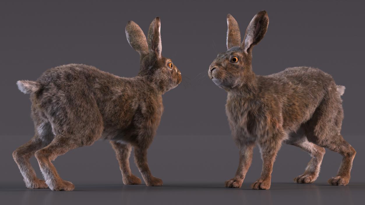 3D Jackrabbit Fur Rigged