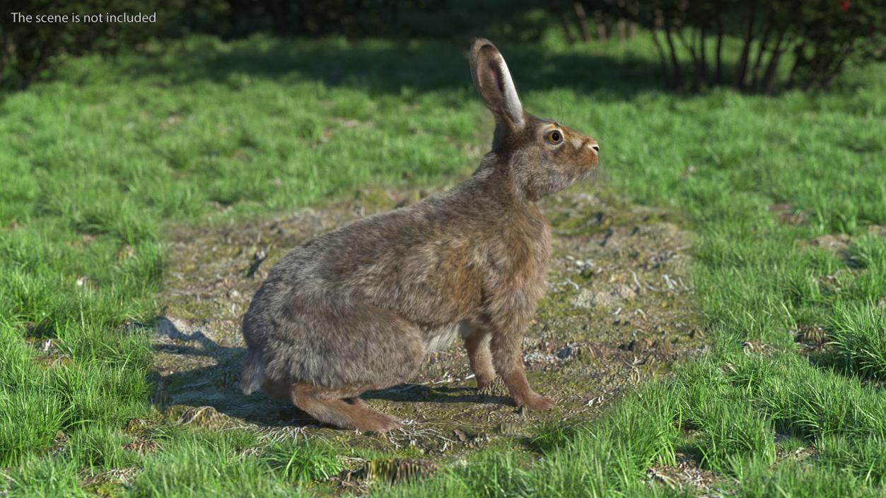 3D Jackrabbit Fur Rigged