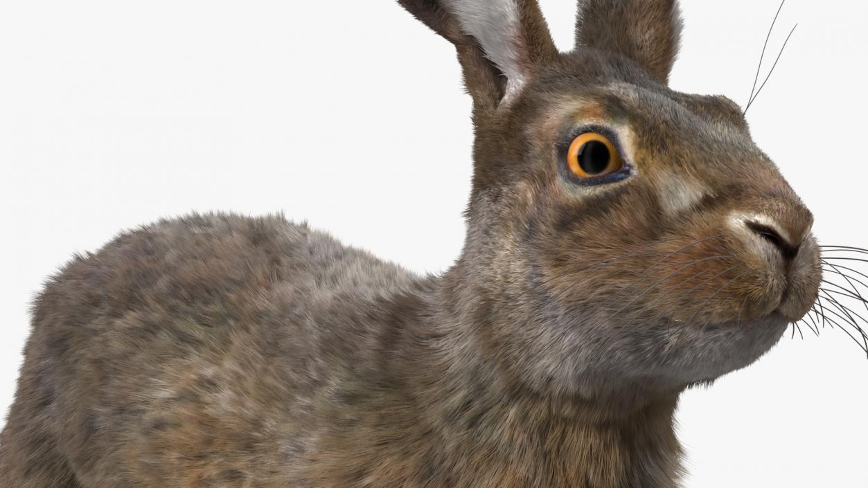 3D Jackrabbit Fur Rigged