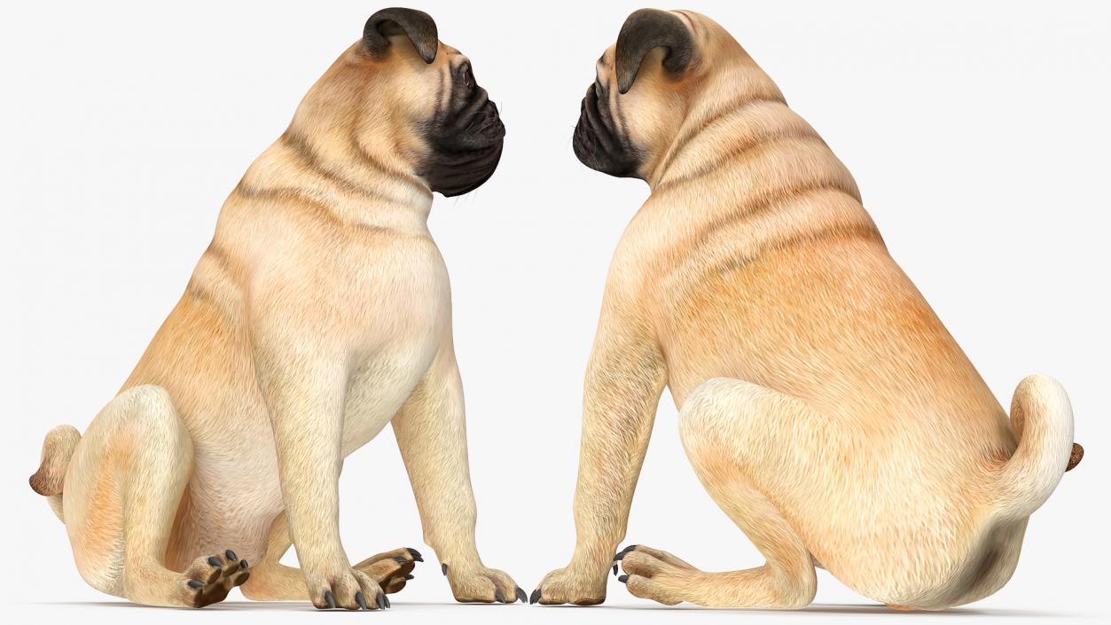 3D model Pug Dog Sitting Pose