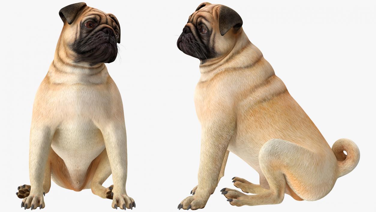 3D model Pug Dog Sitting Pose