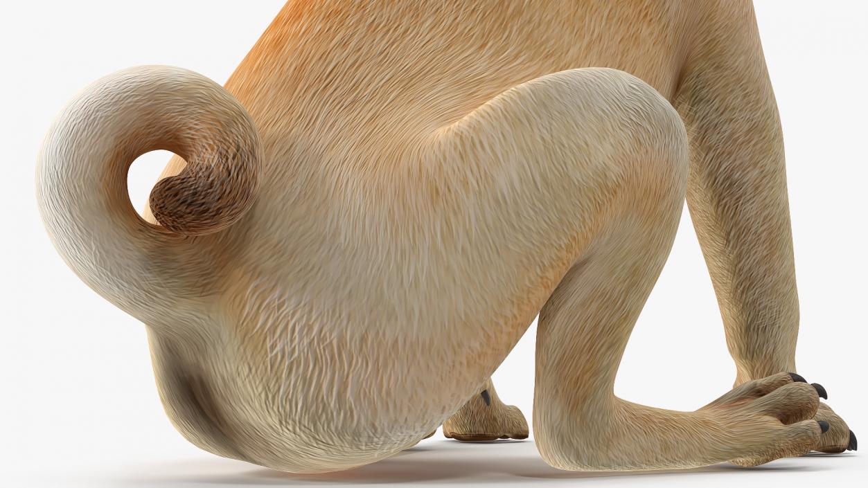 3D model Pug Dog Sitting Pose