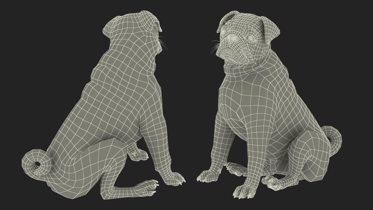 3D model Pug Dog Sitting Pose