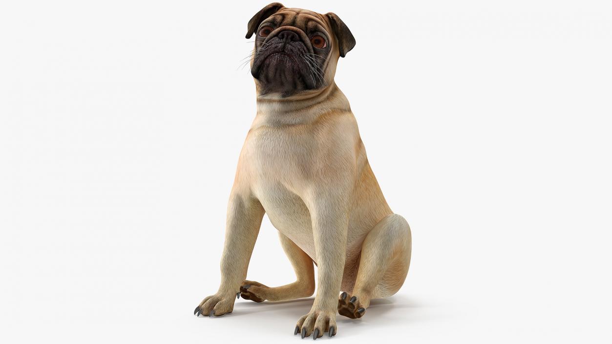 3D model Pug Dog Sitting Pose