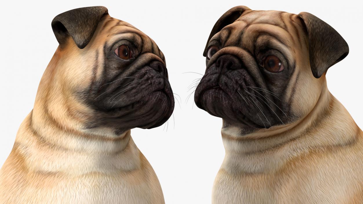 3D model Pug Dog Sitting Pose