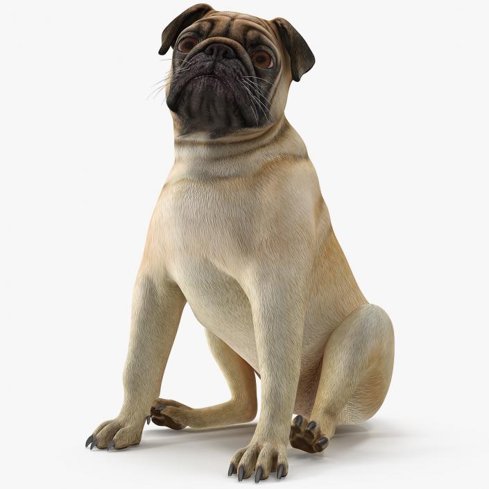 3D model Pug Dog Sitting Pose