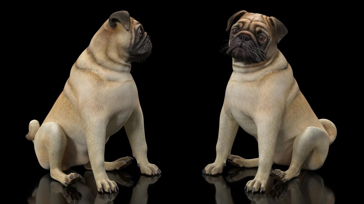 3D model Pug Dog Sitting Pose