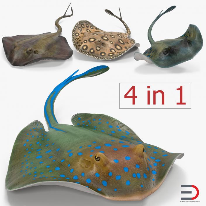 3D Stingray Rigged Collection