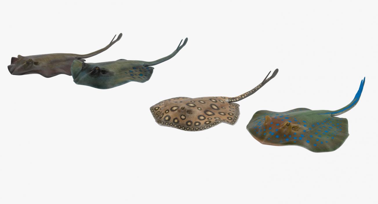 3D Stingray Rigged Collection