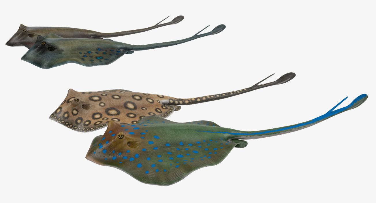 3D Stingray Rigged Collection