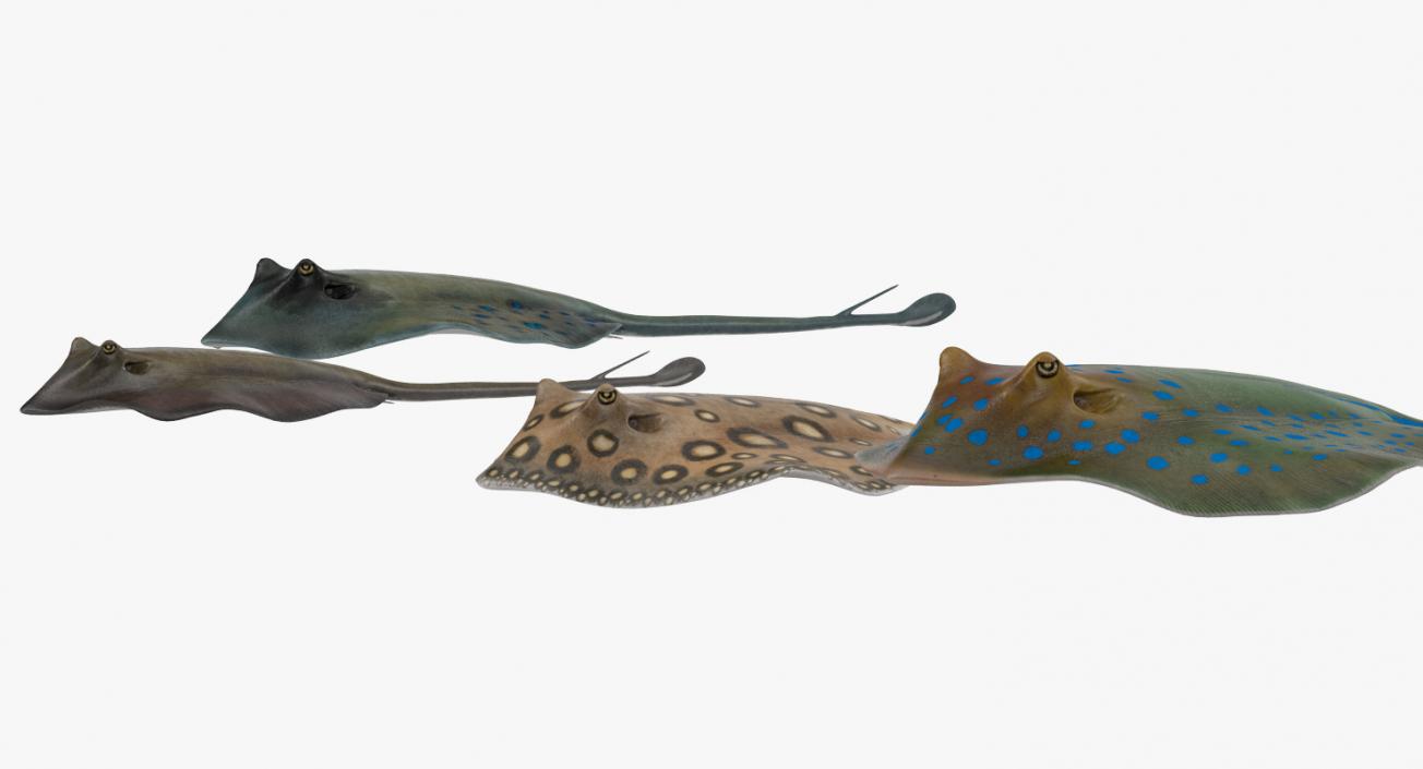 3D Stingray Rigged Collection