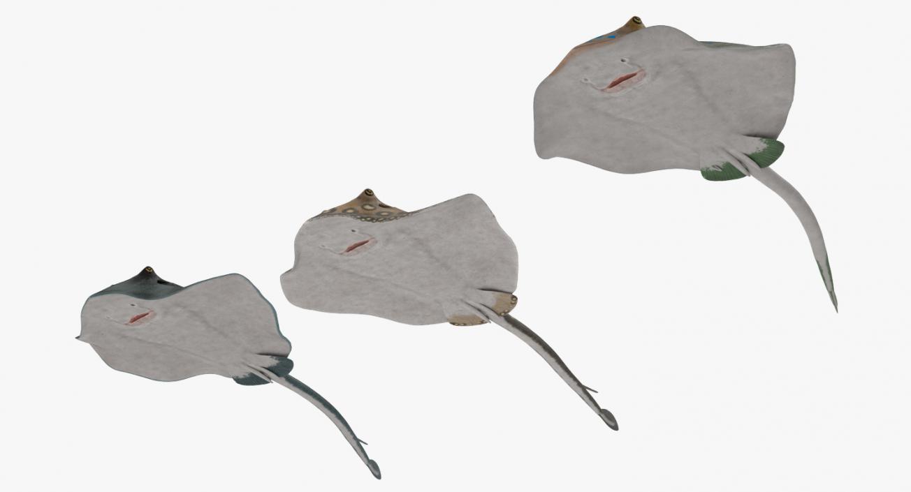 3D Stingray Rigged Collection