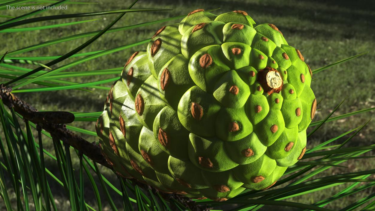 3D model Green Pine Cone