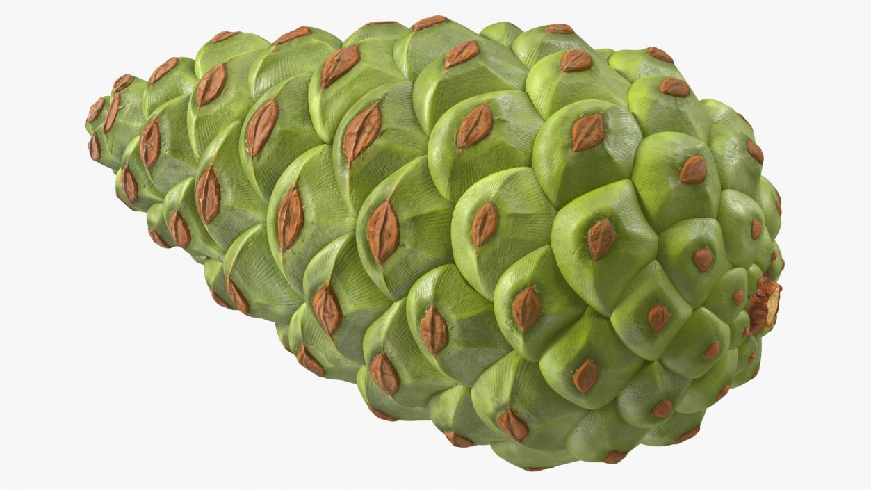 3D model Green Pine Cone