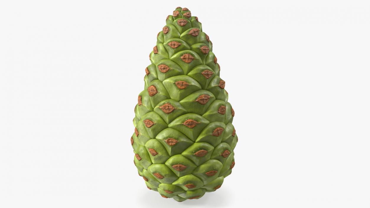 3D model Green Pine Cone