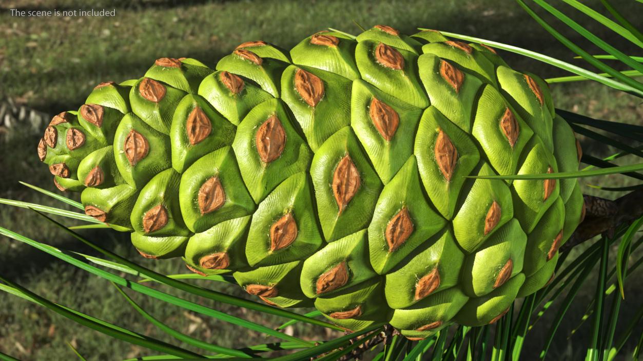 3D model Green Pine Cone