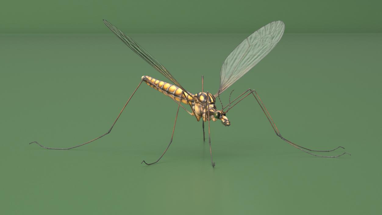 3D Mosquito Hawk Crane Fly Gollywhopper 2 model