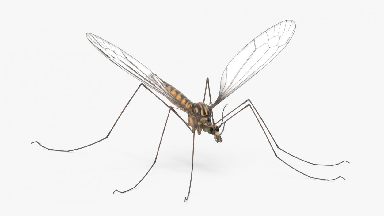 3D Mosquito Hawk Crane Fly Gollywhopper 2 model