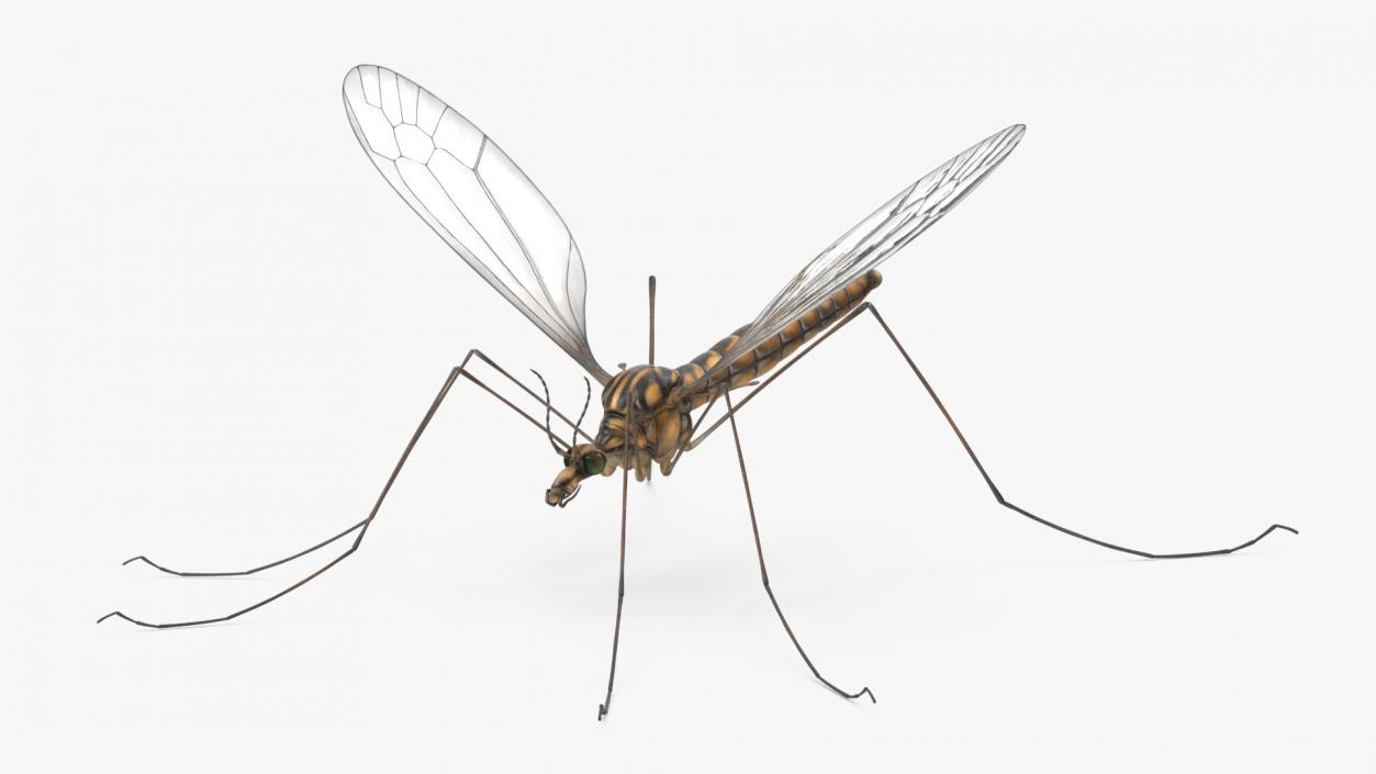 3D Mosquito Hawk Crane Fly Gollywhopper 2 model