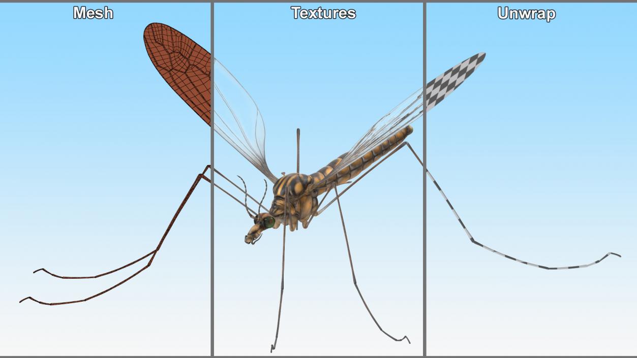 3D Mosquito Hawk Crane Fly Gollywhopper 2 model