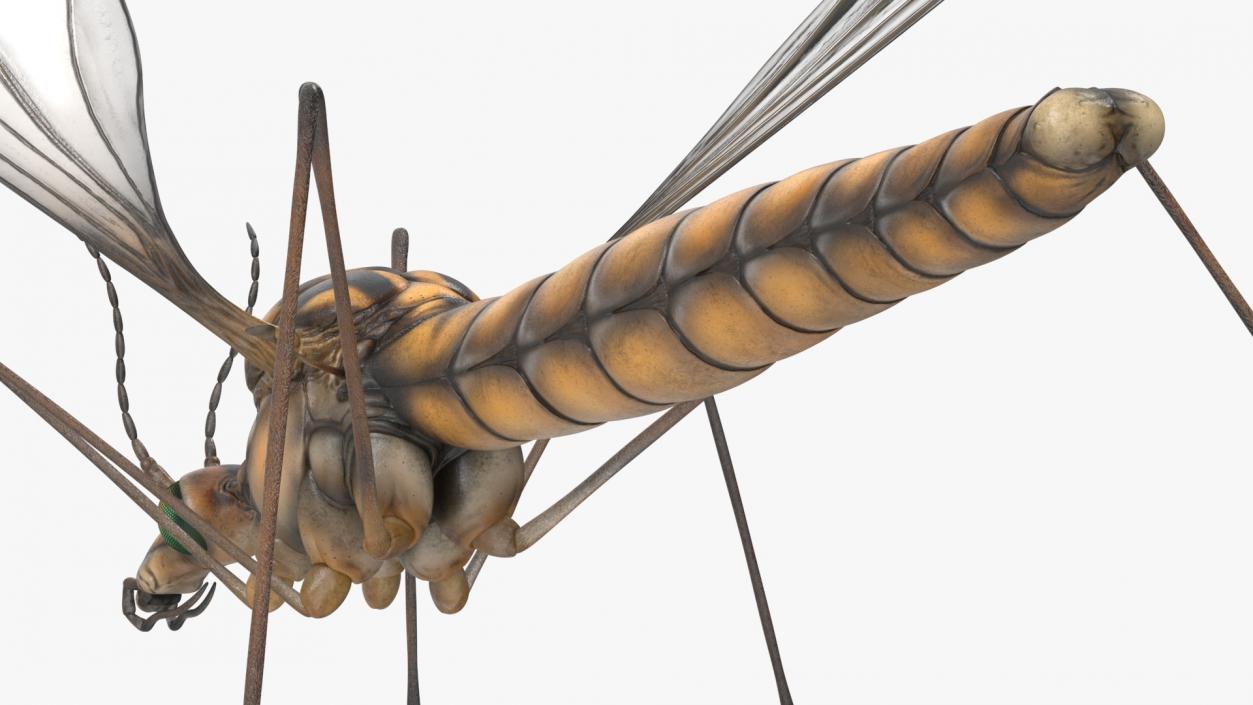 3D Mosquito Hawk Crane Fly Gollywhopper 2 model