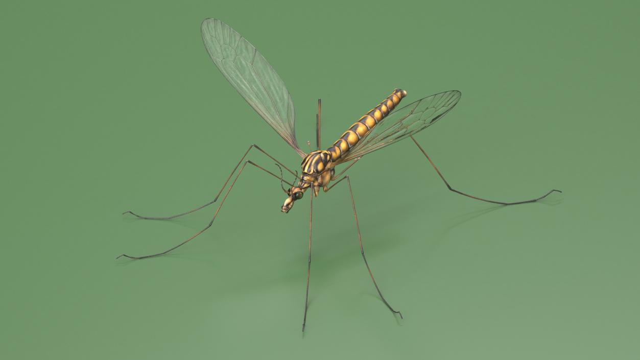 3D Mosquito Hawk Crane Fly Gollywhopper 2 model