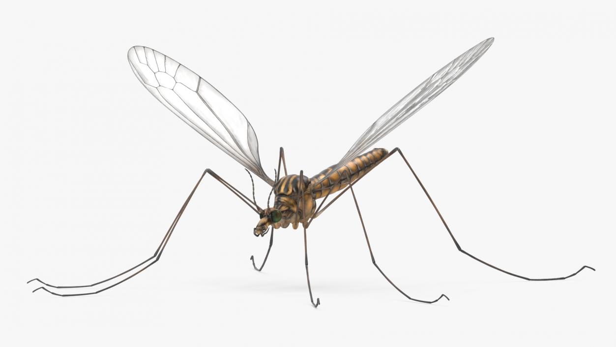 3D Mosquito Hawk Crane Fly Gollywhopper 2 model