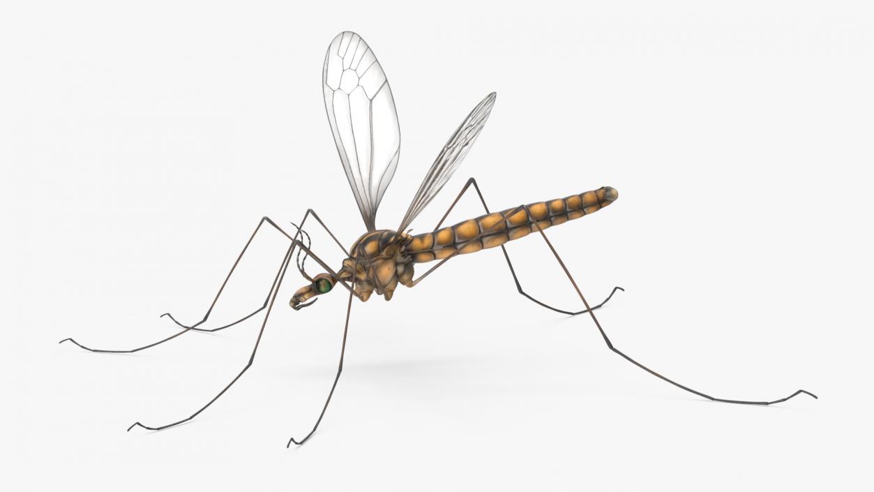 3D Mosquito Hawk Crane Fly Gollywhopper 2 model