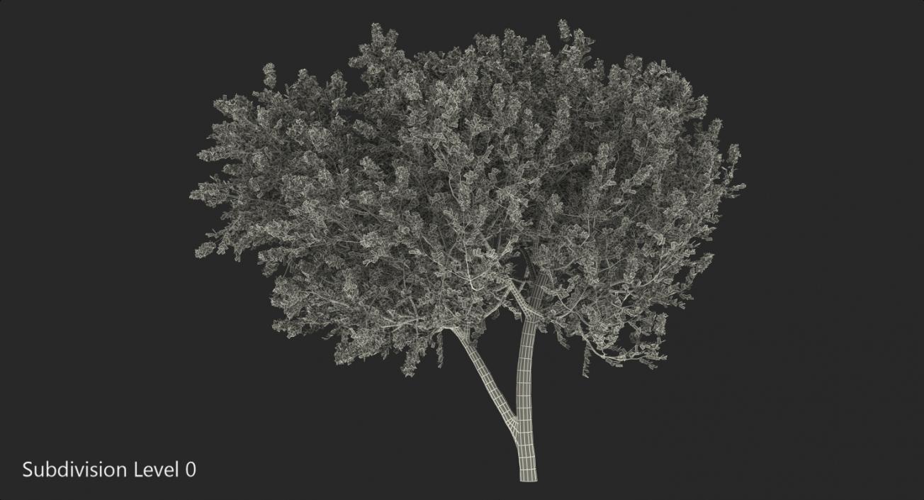 Evergreen Small Tree Myrtle 3D