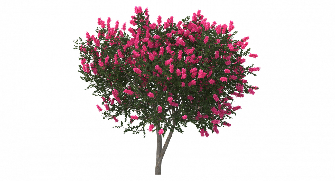 Evergreen Small Tree Myrtle 3D