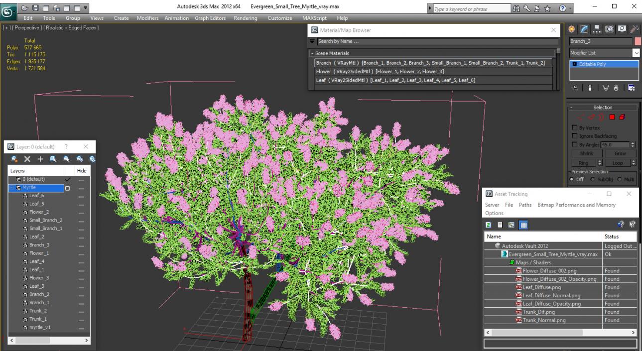 Evergreen Small Tree Myrtle 3D