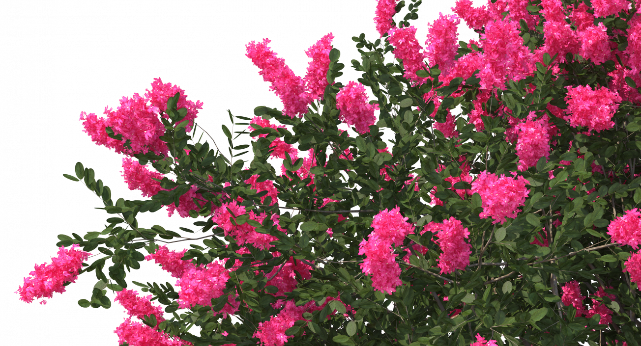 Evergreen Small Tree Myrtle 3D