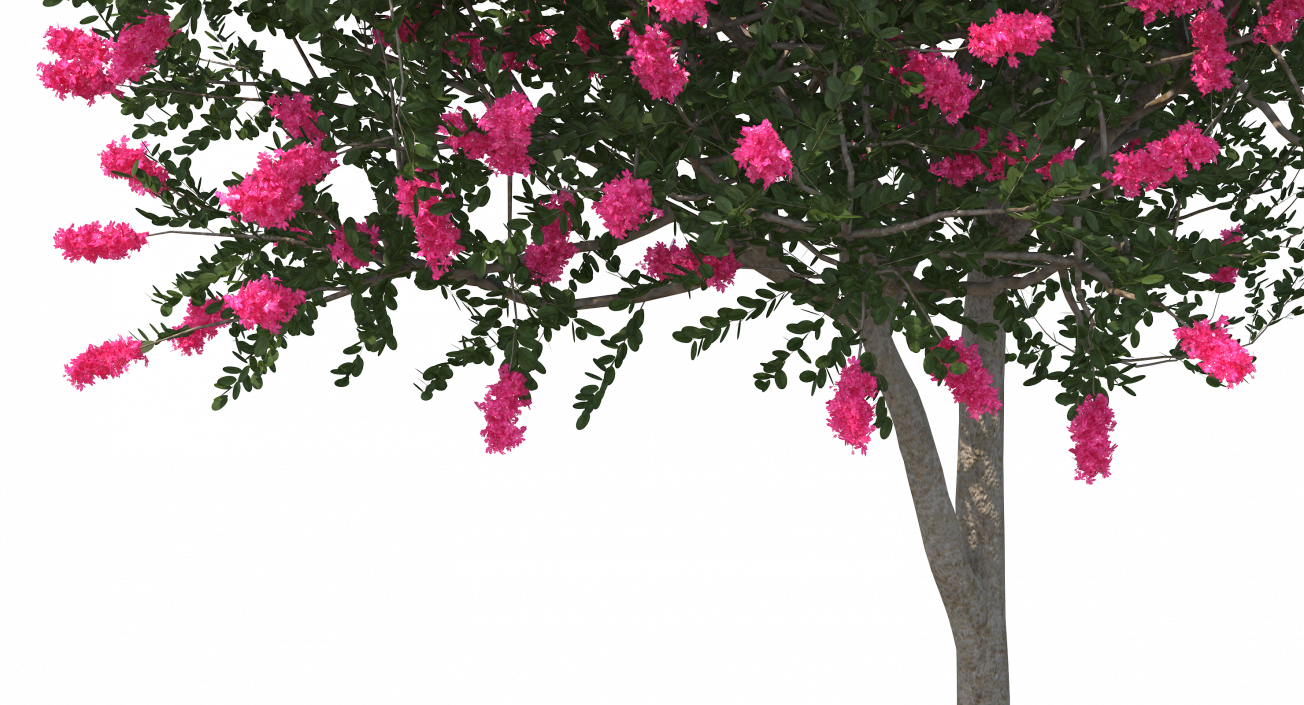 Evergreen Small Tree Myrtle 3D