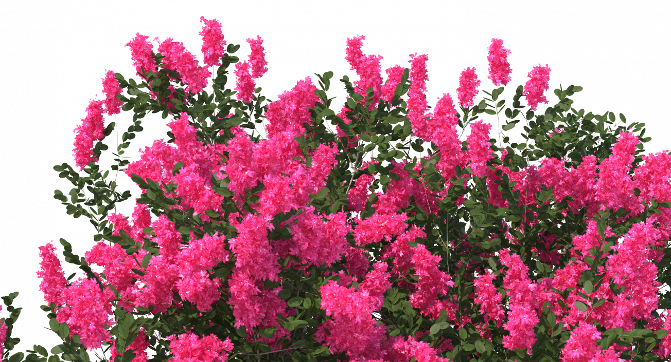 Evergreen Small Tree Myrtle 3D