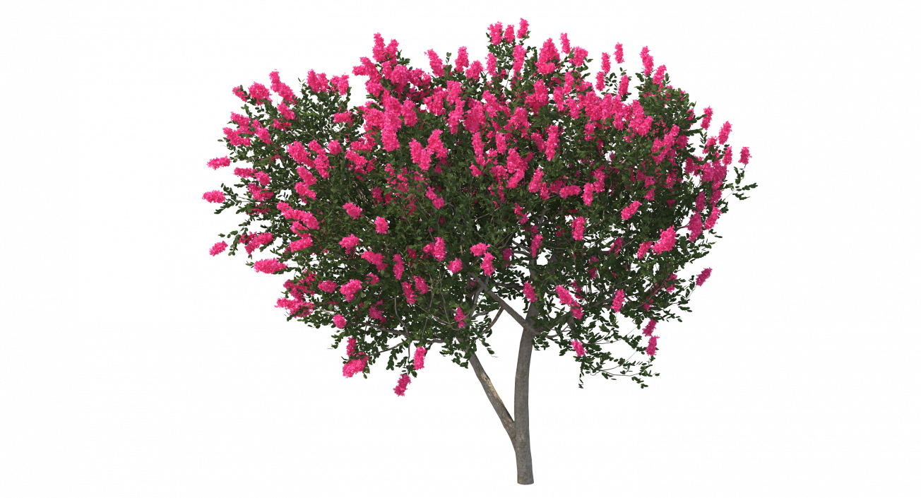 Evergreen Small Tree Myrtle 3D