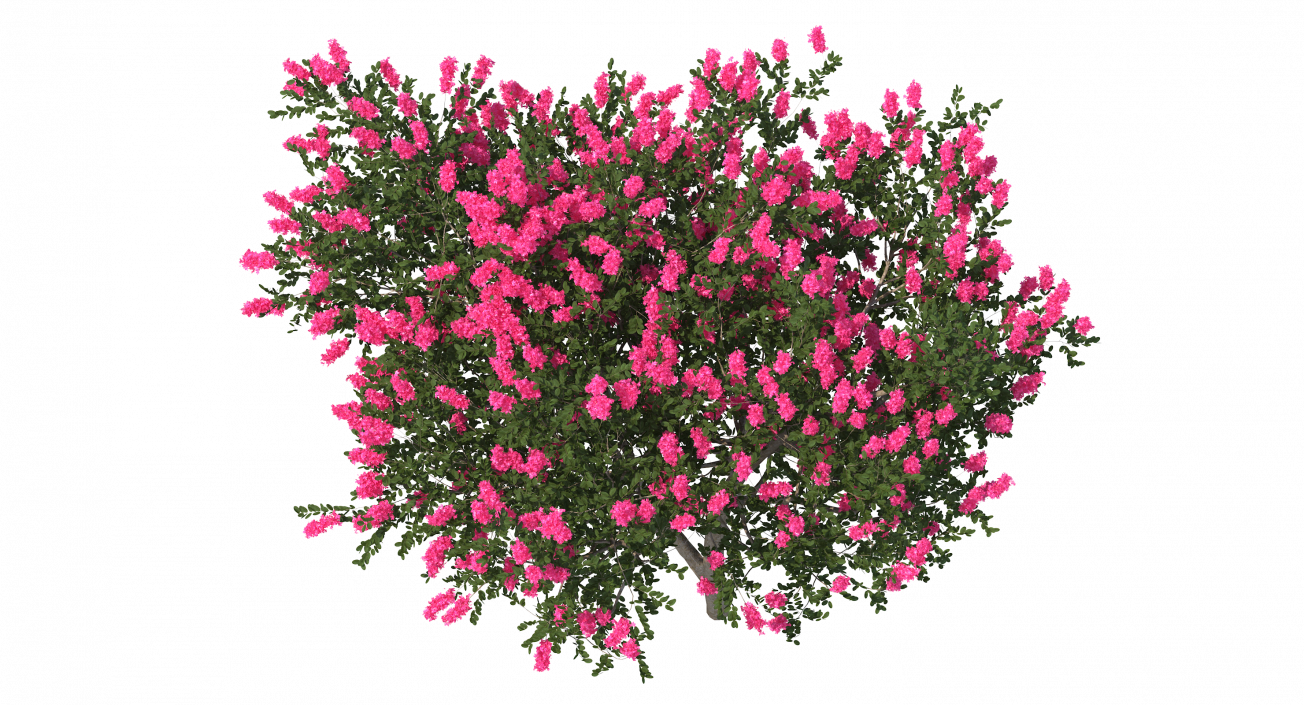 Evergreen Small Tree Myrtle 3D