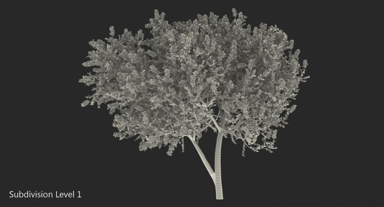 Evergreen Small Tree Myrtle 3D