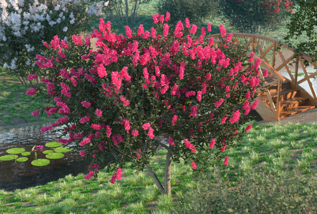 Evergreen Small Tree Myrtle 3D