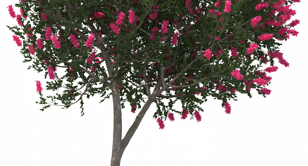 Evergreen Small Tree Myrtle 3D