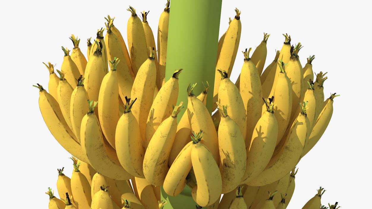 3D Ripe Yellow Banana Cluster