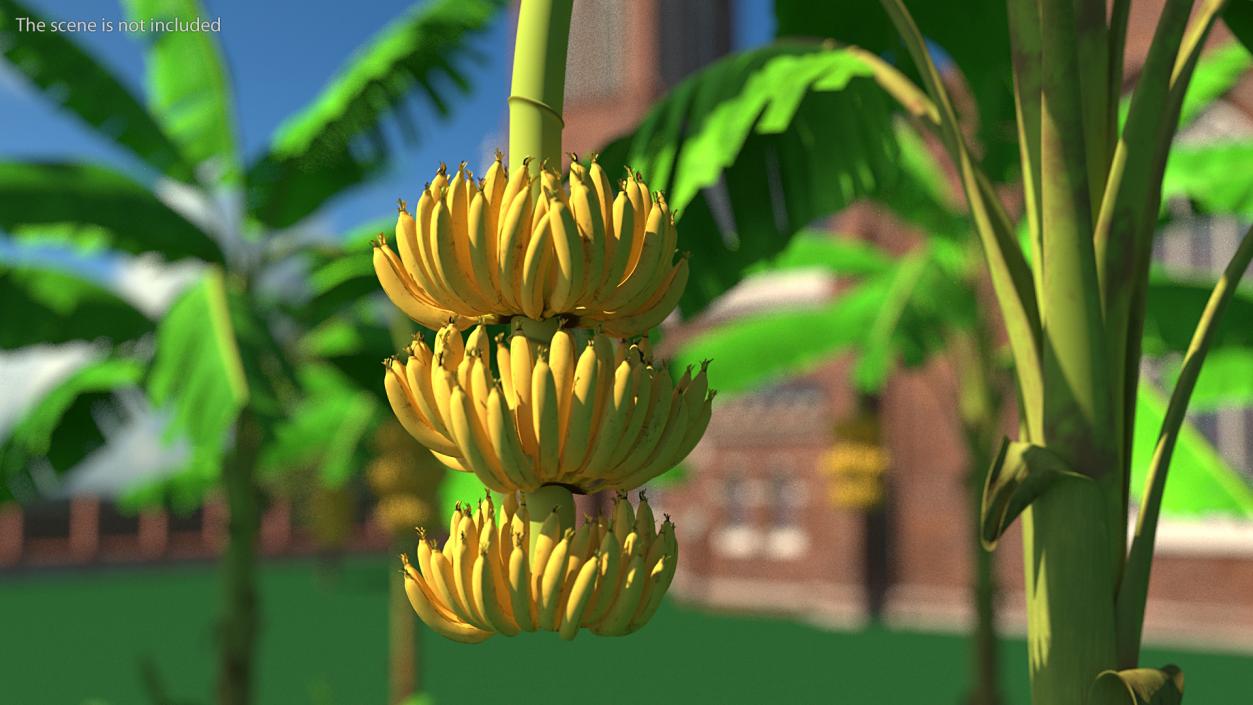 3D Ripe Yellow Banana Cluster