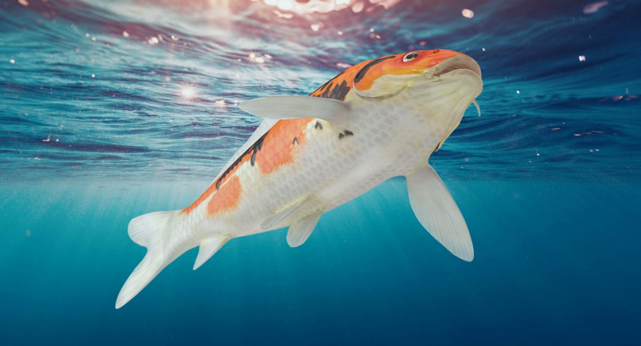 3D model Koi Fish Rigged