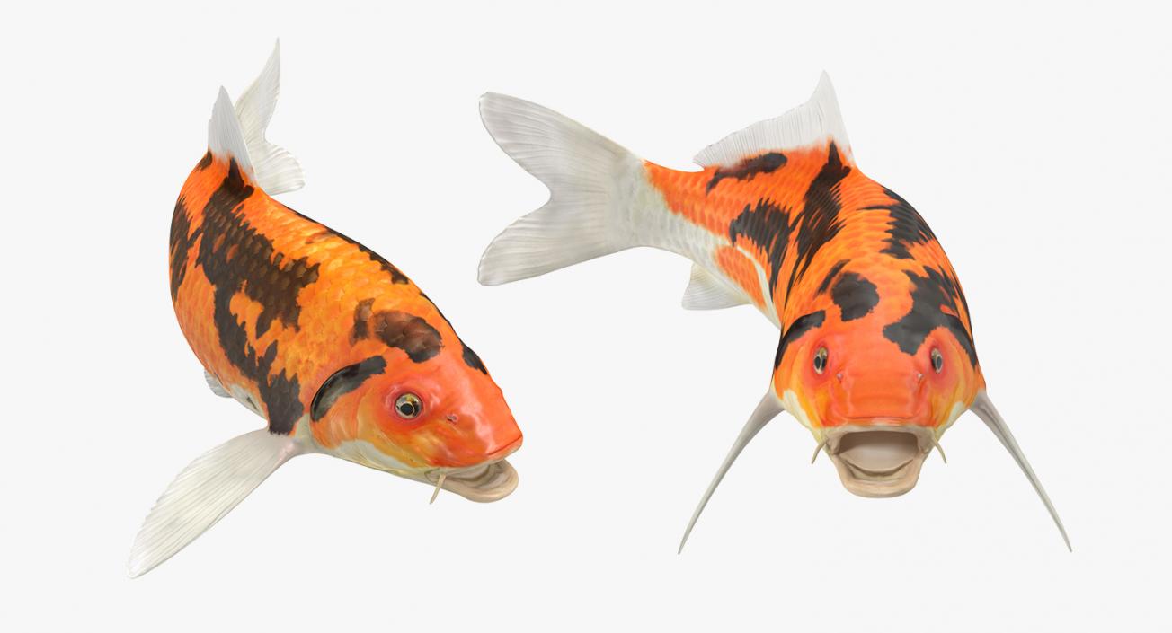 3D model Koi Fish Rigged