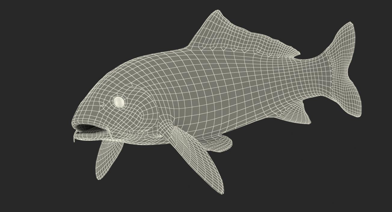 3D model Koi Fish Rigged